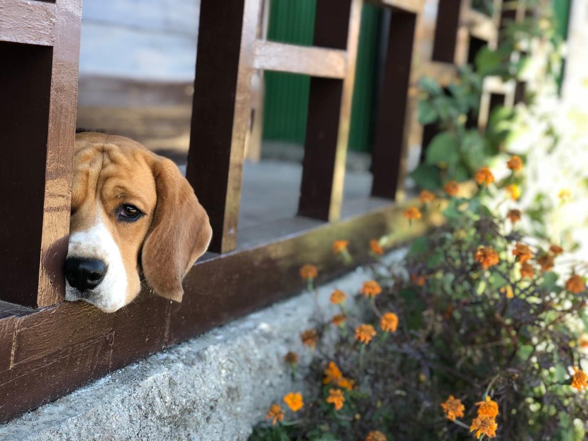 Suma Aavaas Farmstay Дарджилинг Екстериор снимка